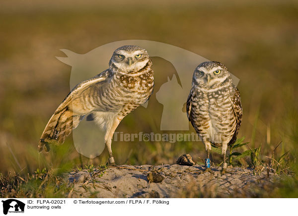 burrowing owls / FLPA-02021