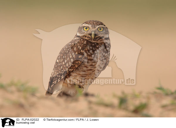 burrowing owl / FLPA-02022