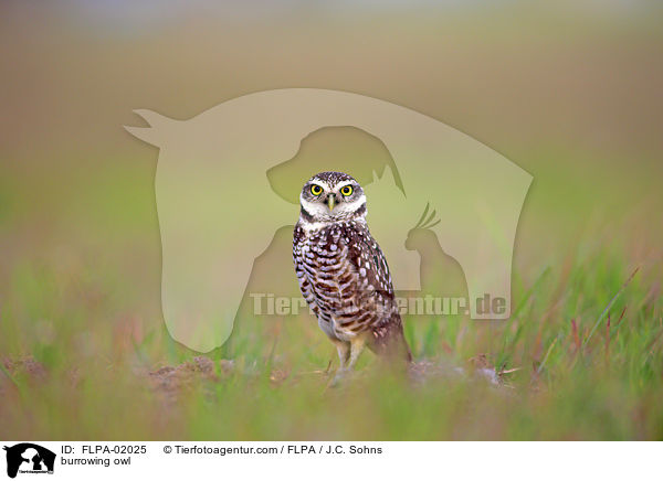 burrowing owl / FLPA-02025