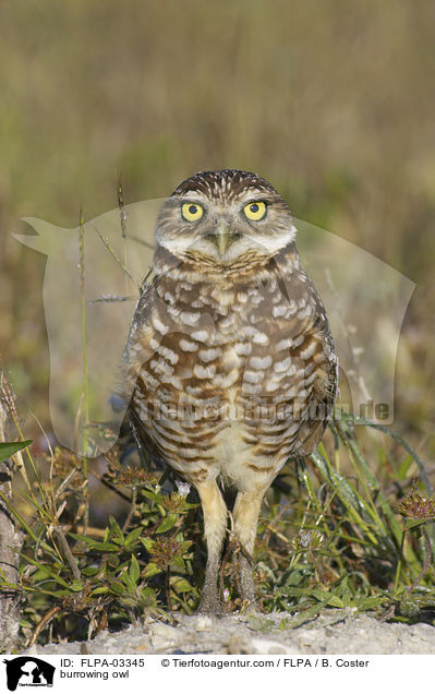 Kaninchenkauz / burrowing owl / FLPA-03345