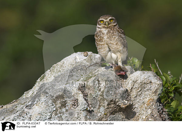 burrowing owl / FLPA-03347