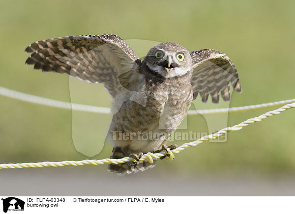 burrowing owl / FLPA-03348