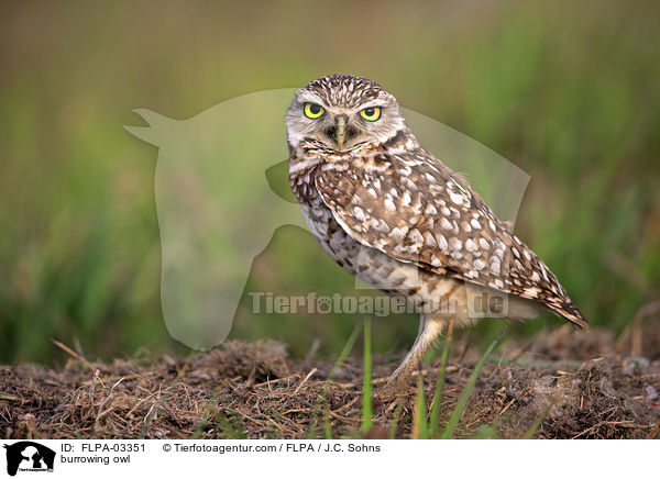 burrowing owl / FLPA-03351