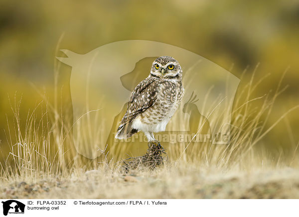 burrowing owl / FLPA-03352