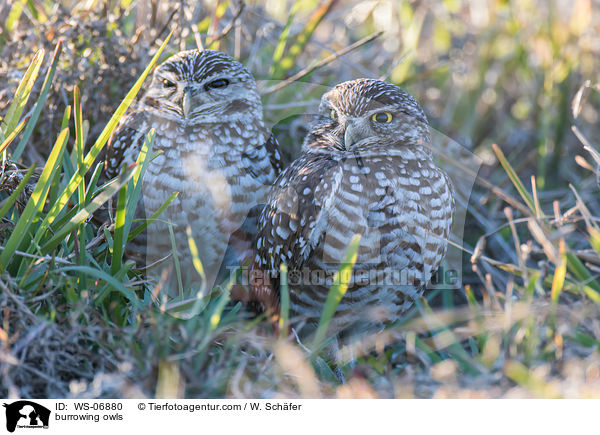 burrowing owls / WS-06880