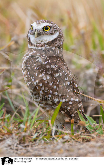 burrowing owl / WS-06889