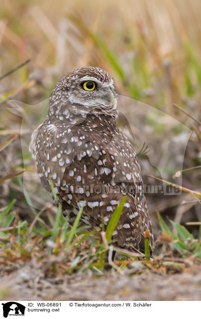 burrowing owl / WS-06891