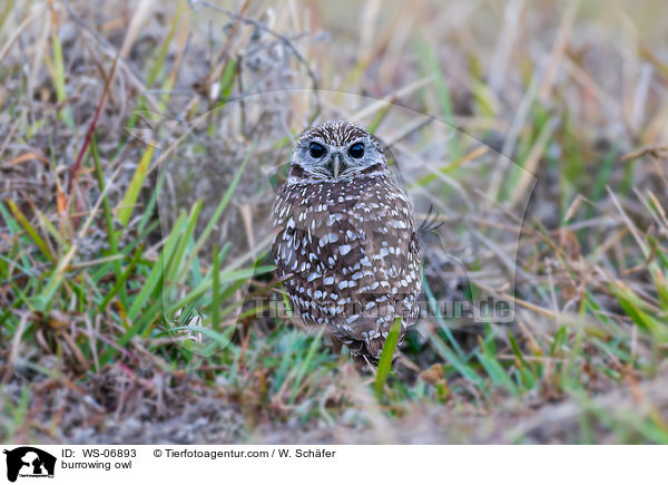 burrowing owl / WS-06893