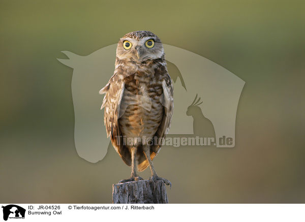 Burrowing Owl / JR-04526
