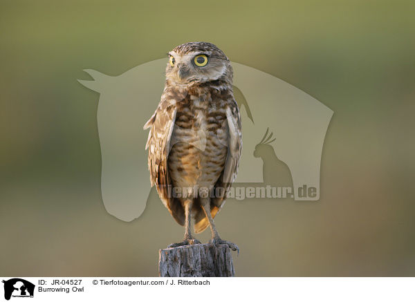 Burrowing Owl / JR-04527