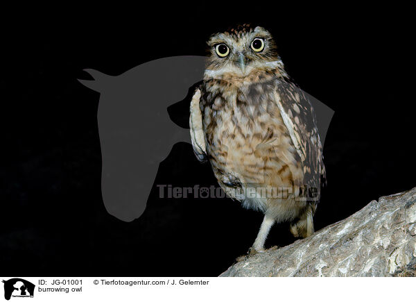 Kaninchenkauz / burrowing owl / JG-01001