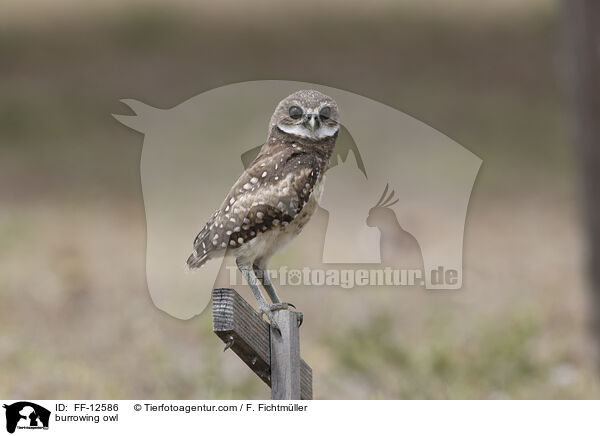 burrowing owl / FF-12586