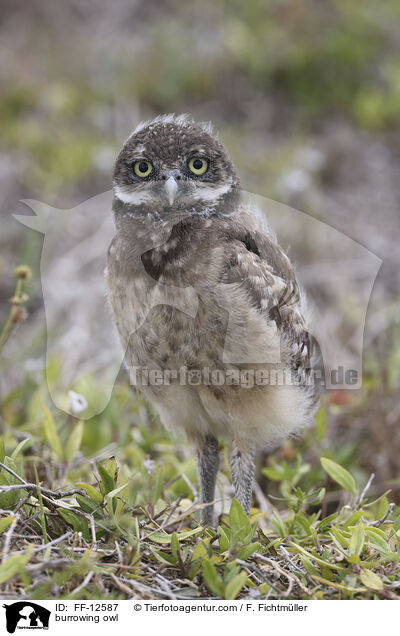 Kaninchenkauz / burrowing owl / FF-12587