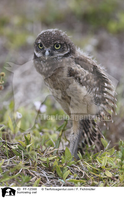 burrowing owl / FF-12588