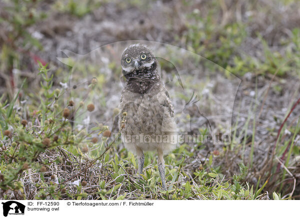 burrowing owl / FF-12590