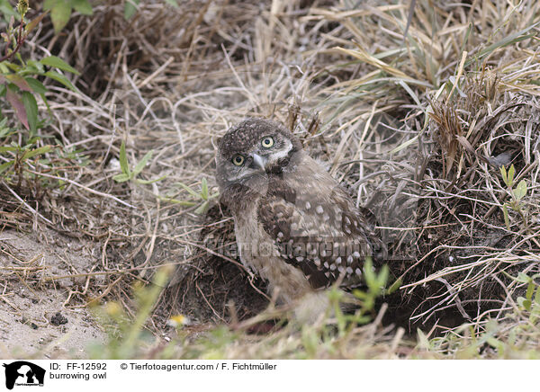 burrowing owl / FF-12592