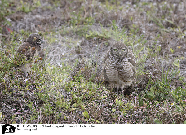 burrowing owl / FF-12593