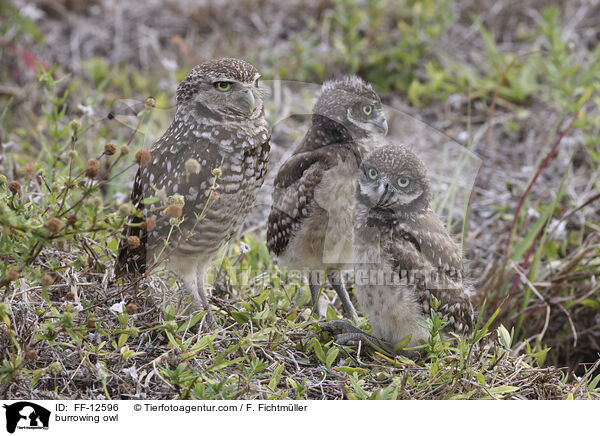 burrowing owl / FF-12596
