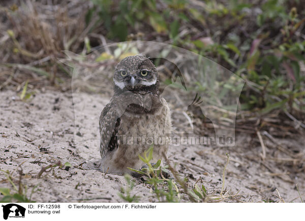 burrowing owl / FF-12598