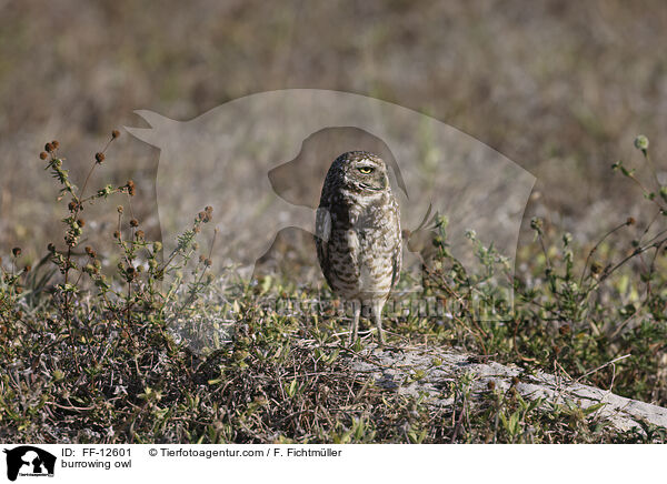 burrowing owl / FF-12601