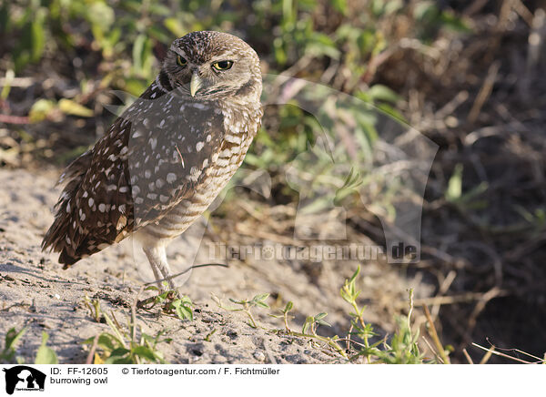 burrowing owl / FF-12605