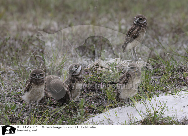 burrowing owl / FF-12607