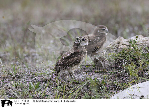 burrowing owl / FF-12608