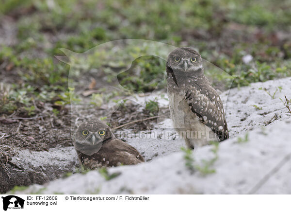 burrowing owl / FF-12609