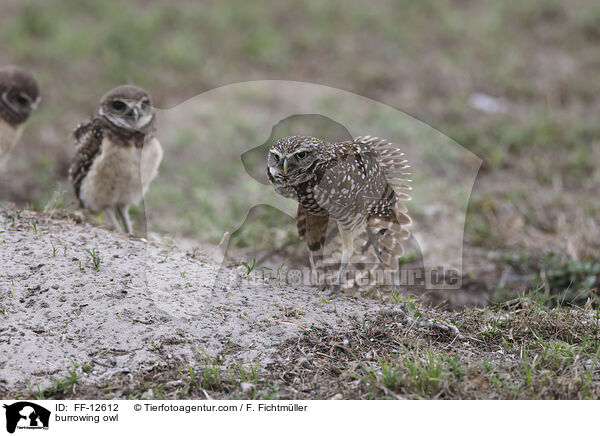 Kaninchenkauz / burrowing owl / FF-12612