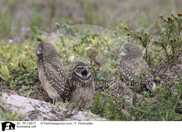 burrowing owl / FF-12617