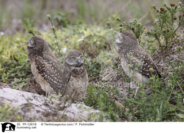 burrowing owl / FF-12618