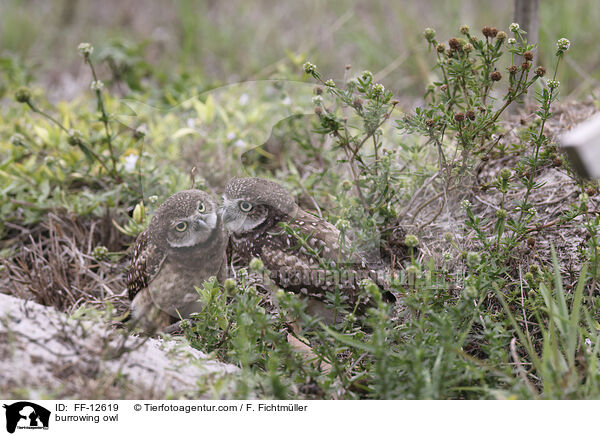 burrowing owl / FF-12619