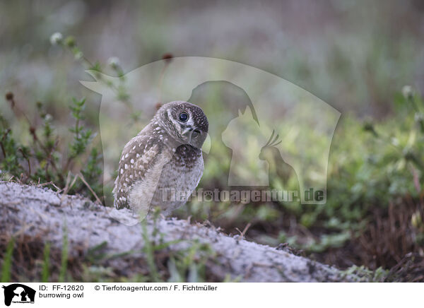 Kaninchenkauz / burrowing owl / FF-12620