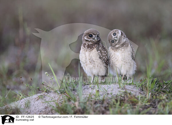 burrowing owl / FF-12625