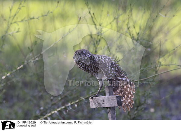 burrowing owl / FF-12629
