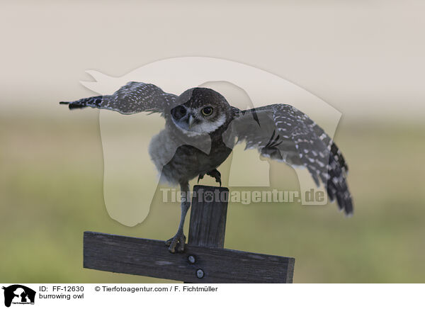 burrowing owl / FF-12630