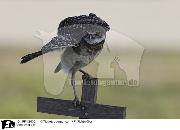 burrowing owl / FF-12632