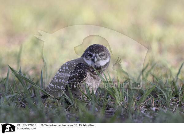 burrowing owl / FF-12633