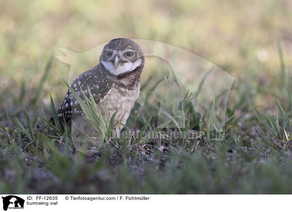 burrowing owl / FF-12635