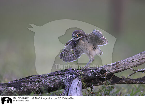 burrowing owl / FF-12642