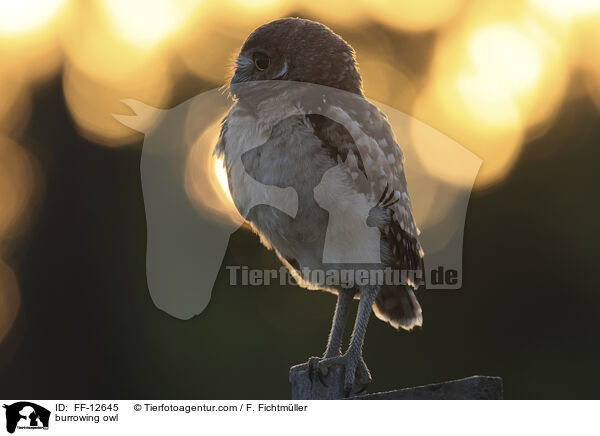 burrowing owl / FF-12645