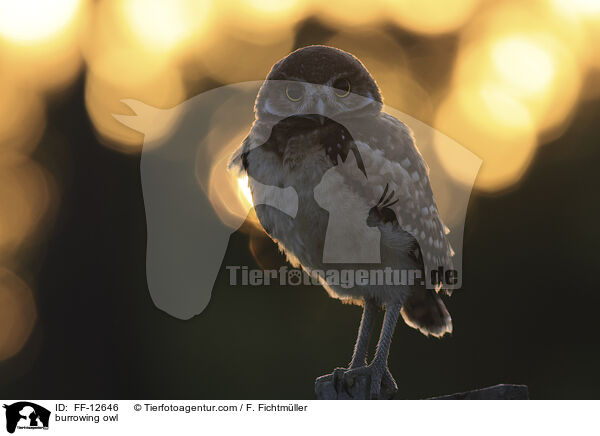 burrowing owl / FF-12646