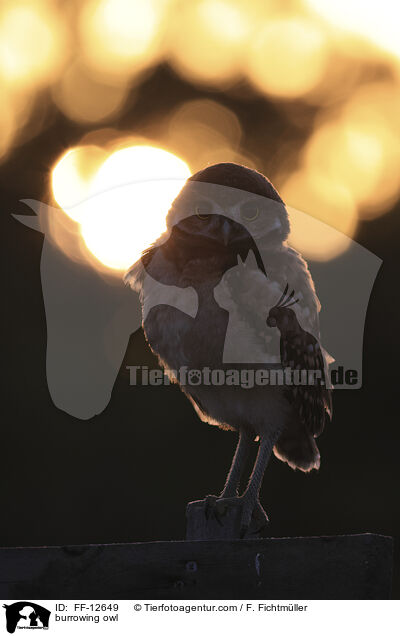 burrowing owl / FF-12649