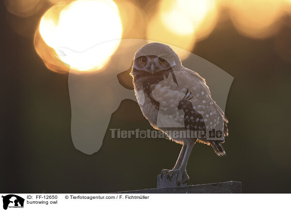 burrowing owl / FF-12650