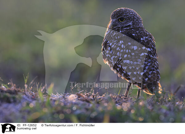 burrowing owl / FF-12652