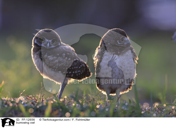 burrowing owl / FF-12656