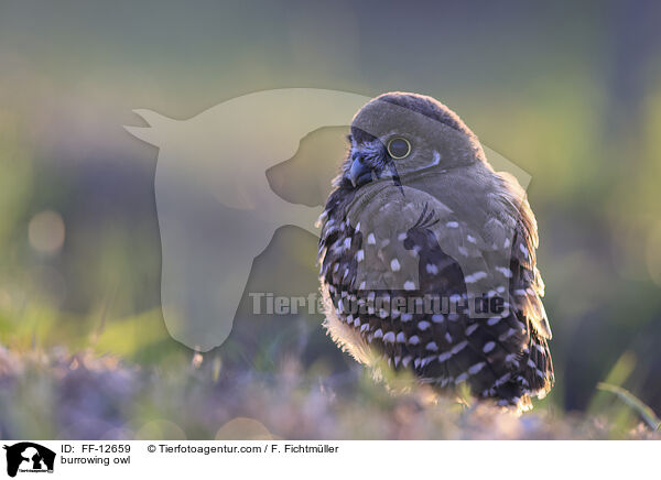 burrowing owl / FF-12659