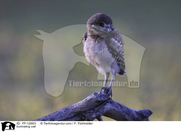 burrowing owl / FF-12663