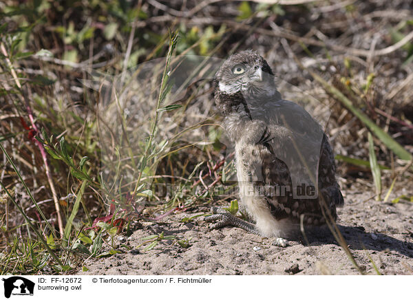 burrowing owl / FF-12672