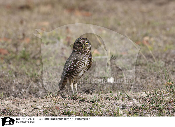burrowing owl / FF-12676
